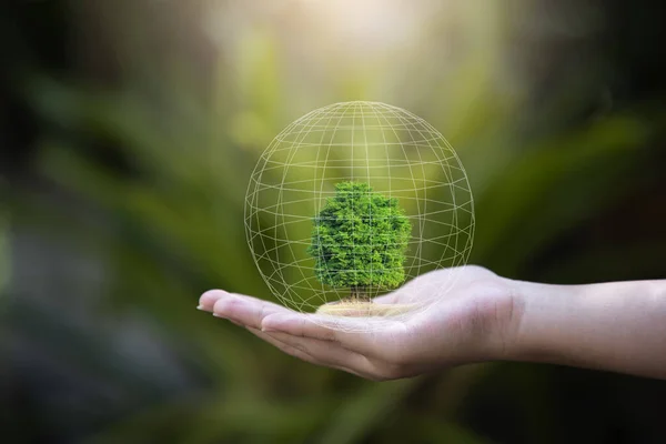 Árbol Mano Con Luz Solar Sobre Fondo Verde Natural Concepto — Foto de Stock