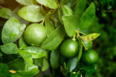Bahçedeki ağaçtaki yeşil limonları kapat