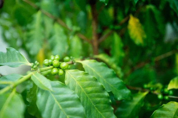 树枝上生长着绿色的咖啡豆 — 图库照片