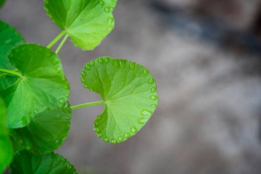Gotu kola (Centella asiatica) yapraklarını kapat