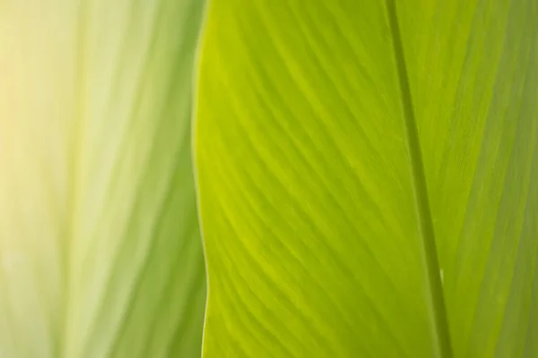 Těsnější Textura Zelených Listů — Stock fotografie