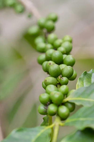 Green Coffee Beans Growing Branch — Stock Photo, Image