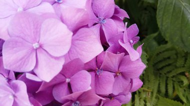 Çiçekler doğal bahçe. 