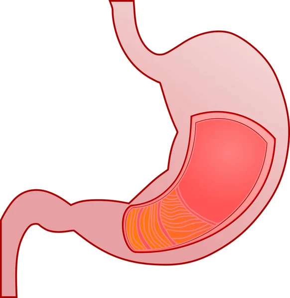 Secção transversal do estômago — Fotografia de Stock