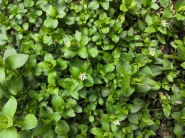 Yeşil desenli ışıltılı parlak arka plan. Üst görünüm