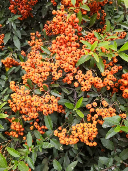 Orange rowan baies avec des feuilles vertes fond naturel d'automne — Photo