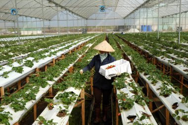 işçi, çilek Bahçe, Dalat, Da Lat