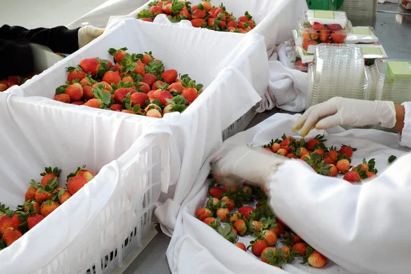 Strawberry,Da Lat, dalat, fruit, agriculture — Stock Photo, Image