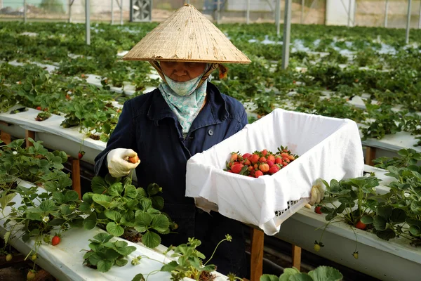 Worker, strawberry garden, Dalat, Da Lat — Stock Photo, Image