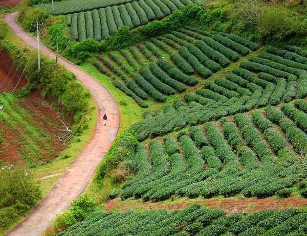 Gente solitaria, camino, paseo, campo de té, Dalat — Foto de Stock