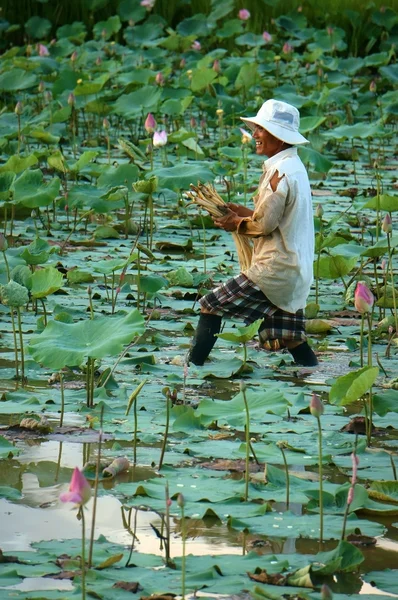 Vietnamský farmář plodin Lotosový květ — Stock fotografie