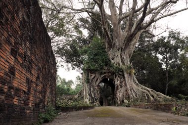 büyük kök kapaklı eski ağaç