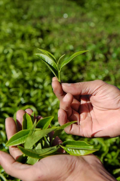 man hand pick tea leaf