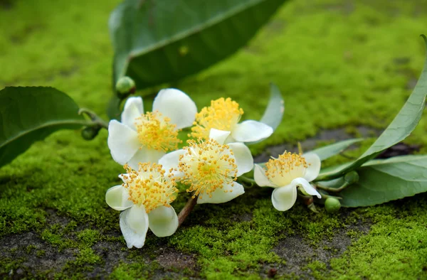 Frunze de ceai și flori de ceai — Fotografie, imagine de stoc