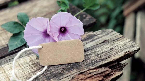 Morgenruhm Blume, alte hölzerne Hintergrund — Stockfoto