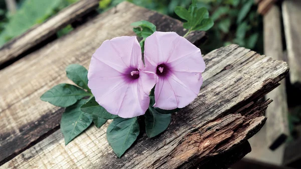 朝顔の花、古い木製の背景 — ストック写真