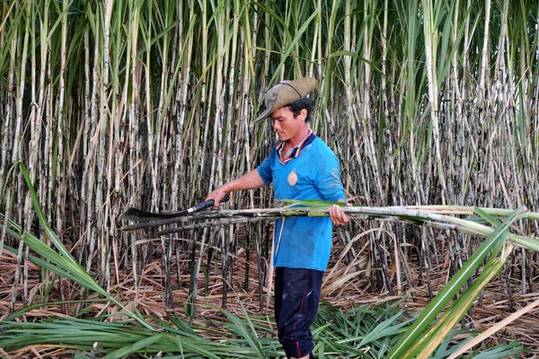 Asyalı çiftçi şeker kamışı hasat — Stok fotoğraf