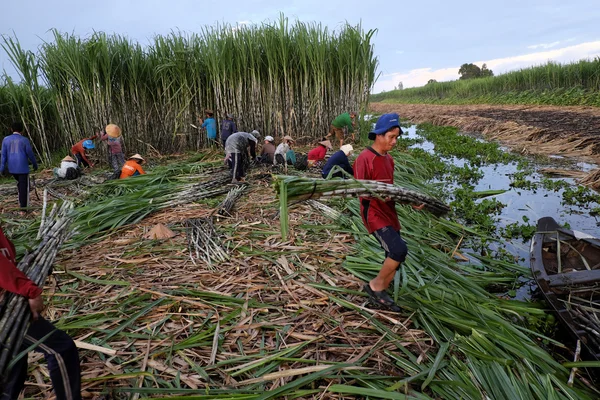 Agriculteur asiatique récolte canne à sucre — Photo