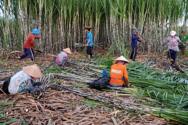 Agricoltore asiatico che raccoglie canna da zucchero — Foto Stock