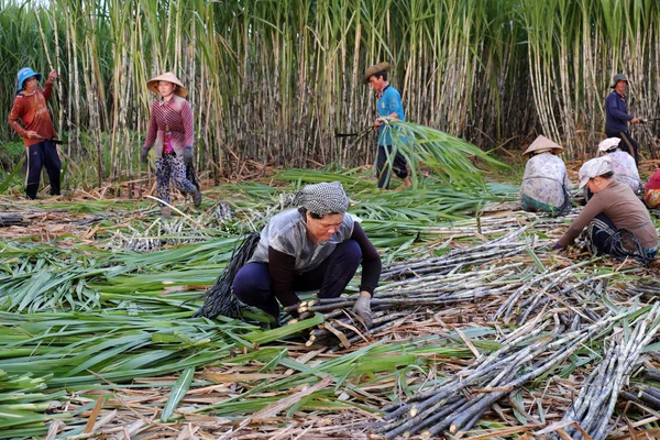 Agricoltore asiatico che raccoglie canna da zucchero — Foto Stock