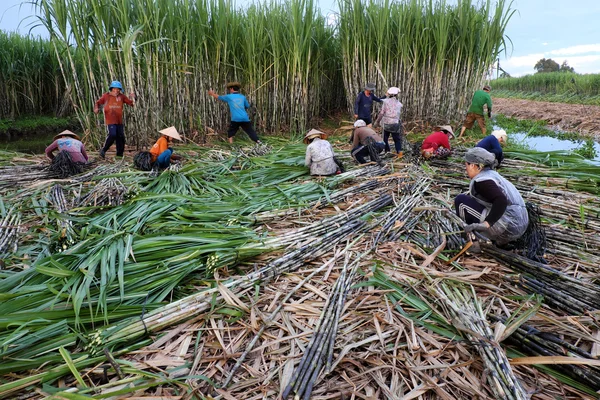 Agricoltore asiatico che raccoglie canna da zucchero — Foto Stock