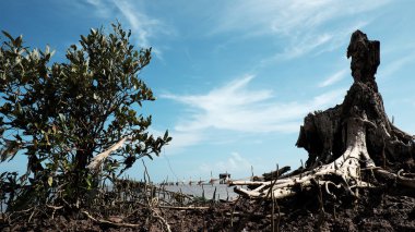ahşap hayvan, şahin kuş şekli