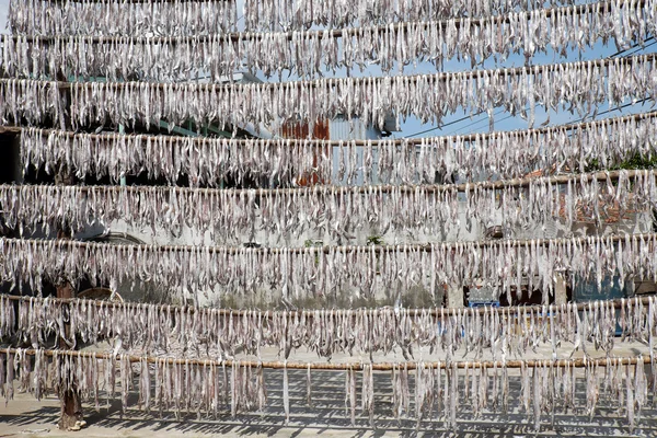Dried fish Ca Mau fishing village — Stock Photo, Image