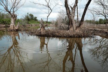 Kuru mangrov orman, kurumuş ağaç 