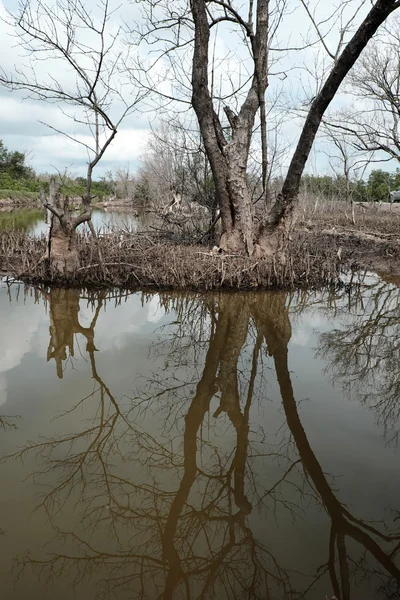 Kuru mangrov orman, kurumuş ağaç — Stok fotoğraf