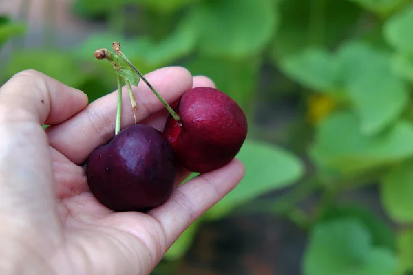 Frutti di ciliegio, prodotti agricoli — Foto Stock