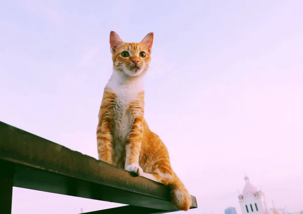 Chat Jaune Mignon Couché Sur Mur Extérieur Maison Avec Visage — Photo