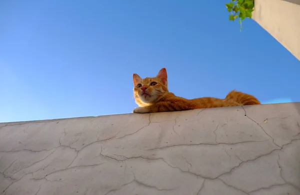 Carino Gatto Giallo Sdraiato Sul Muro Fuori Casa Con Faccia — Foto Stock