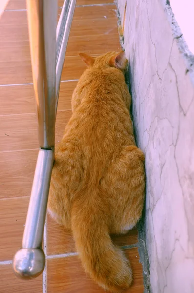 Niedliche Freche Gelbe Katze Liegt Morgens Mit Dem Gesicht Nach — Stockfoto