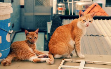 İki sarı evcil hayvan, kedi yavrusu ve anne kedi çatıda oturur ve şakalaşırlar, dürterler, birlikte oynarlar, sevimli hayvan evin dışında eğlenir.