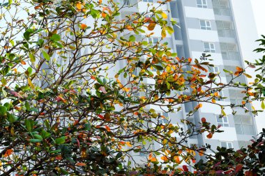Kış mevsiminde Ho Chi Minh şehrinin güzel manzarası, Terminalia katappa ağacı, kırmızı yapraklar ve ağaç dalında meyveler.