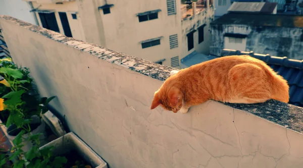 可爱的 淘气的黄猫躺在墙上向下看 可爱的宠物在早晨玩得很开心 — 图库照片