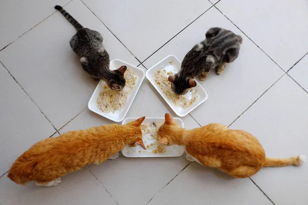 Horní Pohled Skupina Domácích Zvířat Jíst Společně Čtyři Kočky Jíst — Stock fotografie