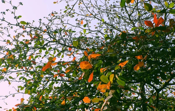 Pemandangan Indah Chi Minh Kota Musim Dingin Terminalia Pohon Catappa — Stok Foto