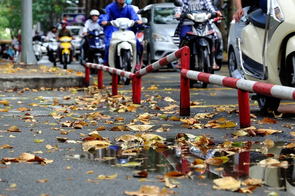 Amazing Fallen Leaves Floor Rain Park Vehicle Background Yellow Leaf — Stock Photo, Image