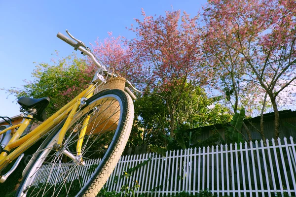 봄에는 의아름다운 봄에는 노란색 자전거와 분홍빛 피어나고 봄에는 벚꽃이 피어나고 — 스톡 사진