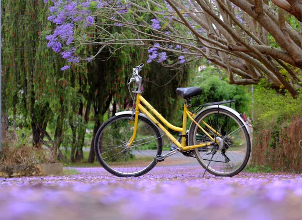 봄철에 베트남의 아름다운 떨어지는 보라색 자전거 — 스톡 사진