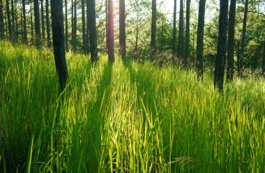 dalat çam ormanı, güzel vietnam manzara
