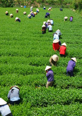kalabalık Vietnamca çiftçi çay seçici bir çiftlikte