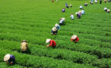 kalabalık Vietnamca çiftçi çay seçici bir çiftlikte
