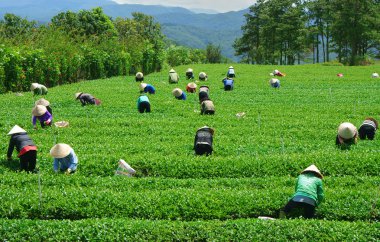 kalabalık Vietnamca çiftçi çay seçici bir çiftlikte