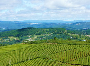 etkileyici bir manzara, dalat, vietnam, çay plantasyon