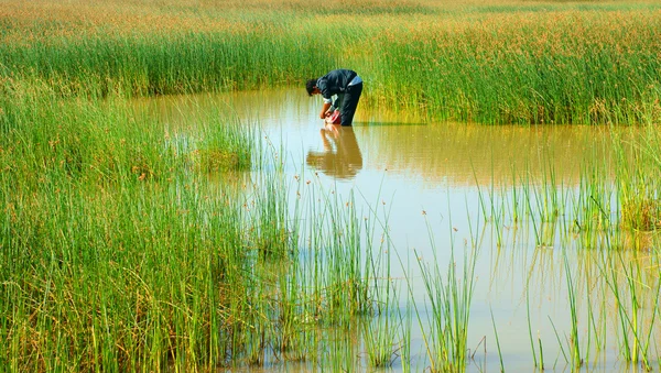 Bellissimo paesaggio, Vietnam campagna — Foto Stock