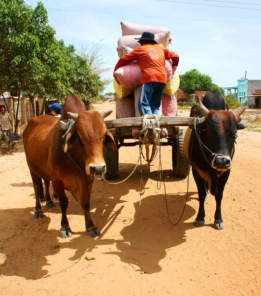 Vagnen, transport på vietnam landsbygden — Stockfoto