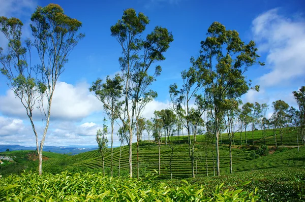 Krásná krajina, strom, čaj hill, dalat cestování — Stock fotografie