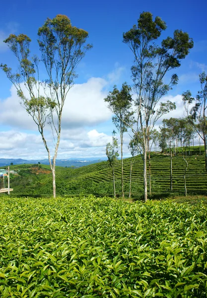 Krásná krajina, strom, čaj hill, dalat cestování — Stock fotografie